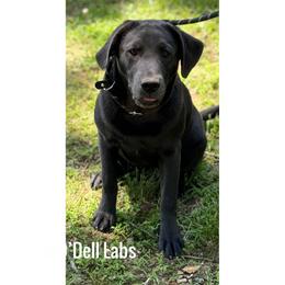 Nova - Labrador Retriever