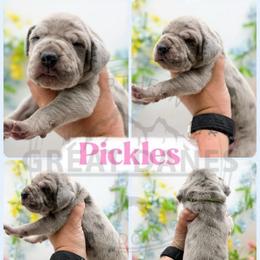 Pickles - Merle female Great Dane puppy in Sac City, Iowa from Northern Great Danes of Colorado & Iowa
