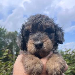 Boy 1 - Gray male Springerdoodle puppy in Sterling, Michigan from Springerdoodles In MI