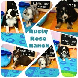Miniature American Shepherd and Miniature Australian Shepherd Puppies from Rusty Rose Mini Aussies and Mini American Shepherds