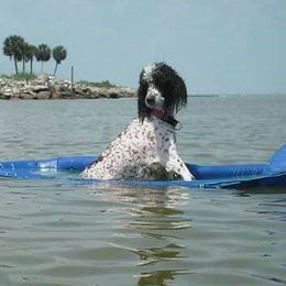 Poodles from Kemah Standard Poodles