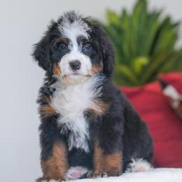 Betty - Tri-color female Bernedoodle puppy in Dundee, Ohio from Down Home Doodle