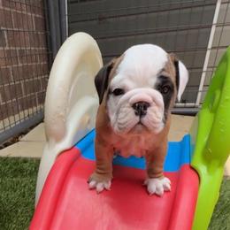 Minerva McGonagall - Red and white female Bulldog puppy in Krum, Texas from K & K Little Blessings