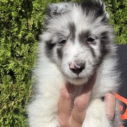 Duke - White and black male Shetland Sheepdog puppy in Oakley, California from SquiresShelties