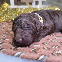 Rex - Chocolate male Goldendoodle puppy in Woodburn, Indiana from DNLS Doodle Puppies