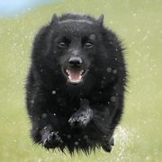 Schipperkes from Sheryl's Schipperkes
