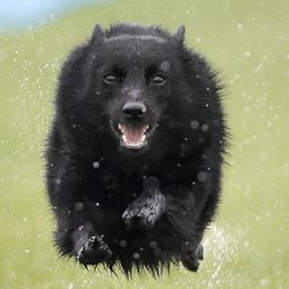 Schipperkes from Sheryl's Schipperkes