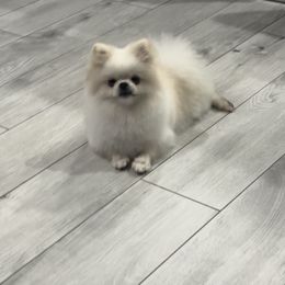 Lola - Pomeranian