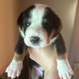 Boy 3 - Black, white and red male Greater Swiss Mountain Dog puppy in Lower Burrell, Pennsylvania from Polyanna’s GSMD