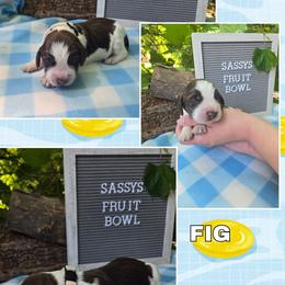 Boy 9 Fig - Red and white male English Springer Spaniel puppy in Saginaw, Michigan from Kemerer Springers