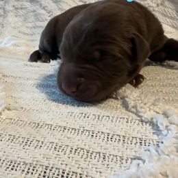 Elijah - Chocolate male Labrador Retriever puppy in Lucasville, Ohio from Backwoods Labradors