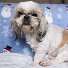 Effie - Tricolor female Shih Tzu puppy in Montrose, Colorado from Nana's Happy Pups