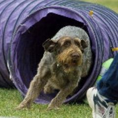 Brittanys and German Wirehaired Pointers from CYNISTER KENNELS  German Wirehairs and Brittany's