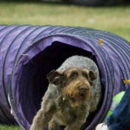 Brittanys and German Wirehaired Pointers from CYNISTER KENNELS  German Wirehairs and Brittany's