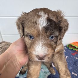 Java - Red merle male Australian Shepherd puppy in Columbia Falls, Montana from Firefly Horse Co Wellness Retreat Center
