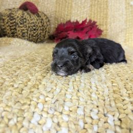 Cecile - Black and white female Havanese puppy in Zanesville, Ohio from Charlotte Landry