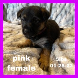 German Shepherd Puppies from Dady Shepherds