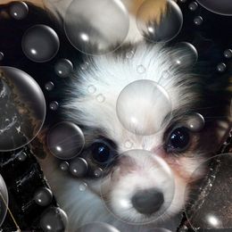 Papillon Puppies from Deanna's Papillons