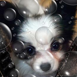 Papillon Puppies from Deanna's Papillons