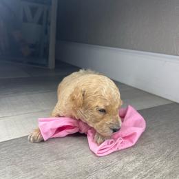 Sable female - Sable female Assorted Doodle Crosses puppy in O'fallon, Missouri from Sister Sister Cavapoos