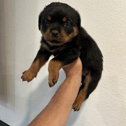 Moxie - Black and mahogany female Rottweiler puppy in Parker, Colorado from Denver Rotties