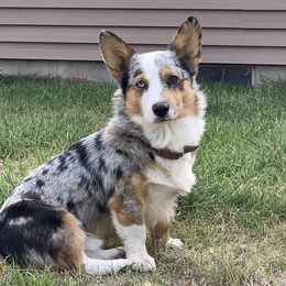 Doc - American Corgi