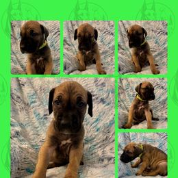 Crush - Fawn male Great Dane puppy in Longview, Texas from Noctua Kennels