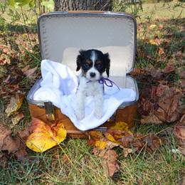 Cavalier King Charles Spaniel Puppies from Freeman's Royal Cavaliers