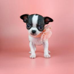 Tiny Chelley - Fawn brindled black female Chihuahua puppy in Anderson, South Carolina from Lil Treasures Chihuahuas