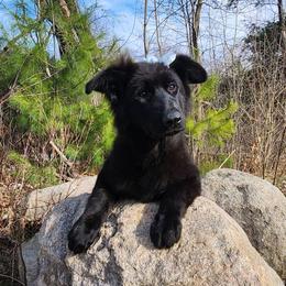 Bailey READY NOW - Black female German Shepherd puppy in White Cloud, Michigan from Von WestLynn German Shepherds