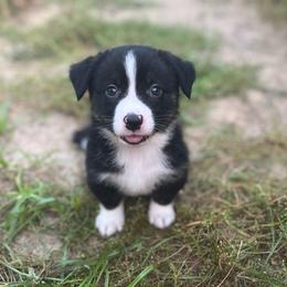 Yosemite - Black and white male American Corgi puppy in Hope, Arkansas from Foxy Knoll Farm