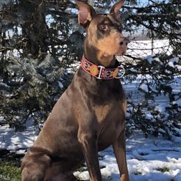 Doberman Pinschers from ObiesDobies
