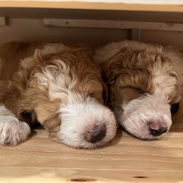 Sheepadoodle Puppies from BelovedSheepadoodles
