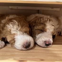 Sheepadoodle Puppies from BelovedSheepadoodles