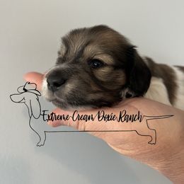 Dachshund Puppies from Extreme Cream Doxie Ranch
