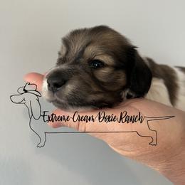 Dachshund Puppies from Extreme Cream Doxie Ranch