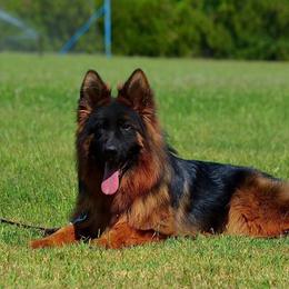 Zagorica - German Shepherd