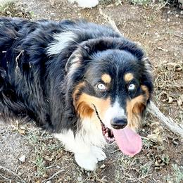 Kash - Australian Shepherd