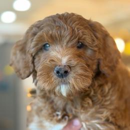 Mitsubishi - Red  male Goldendoodle puppy in Yuciapa, California from AlltheDoodlez_