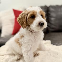 Snickers (Red) - male Golden Mountain Doodle puppy in Twin Falls, Idaho from Magic Valley Family Doodles