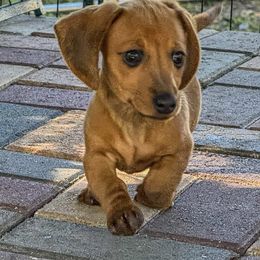 Sissy - Red female Dachshund puppy in Brooksville, Florida from Ween Acres