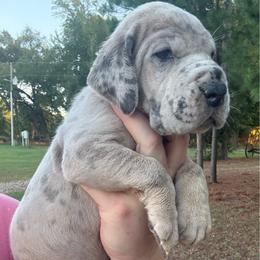 Red collar - Merle male Great Dane puppy in Tyler, Texas from Blessed By Danes