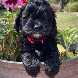 Maximus - Black and white male Cavapoo puppy in Jackson, California from Oodles & Doodles