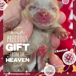 Cheetah - Chocolate merle female Pomeranian puppy in Eatonville, Washington from Foxy Forest Poms