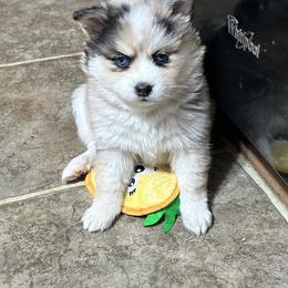 Karen - Merle female Pomsky puppy in Ohio from Black Swamp Pomskies