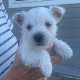 Pink girl - White female West Highland White Terrier puppy in Idabel, Oklahoma from Ravens Nest Westies