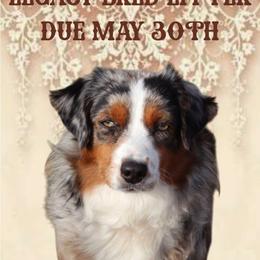 Marnie - Miniature Australian Shepherd