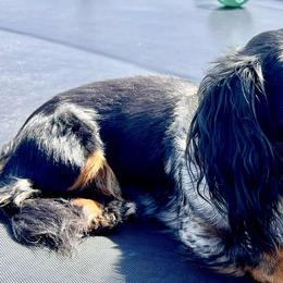Tripp - Dachshund