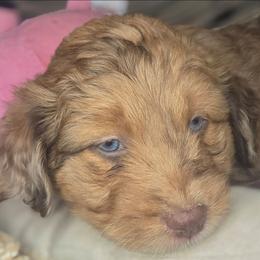 Girl 1 - Red merle female Aussiedoodle puppy in Lincoln, California from Pasta Puppies Doodles
