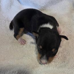 Boy 10 - Black tan and white male Rat Terrier puppy in Traverse, Michigan from Far North Rat Terriers